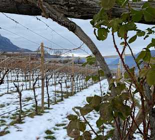 Wandern Appiano sulla Strada del Vino / Eppan an der Weinstr