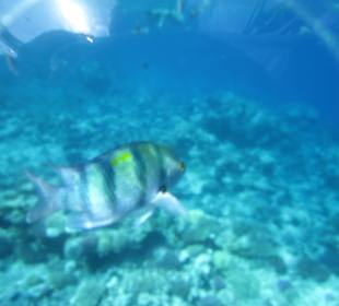 Unterwasserwelt vor Ort