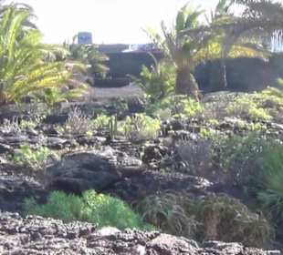 Fundacion Cesar Manrique