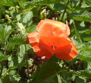 Rundwanderung Petersberg