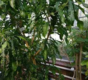 Botanischer Garten 