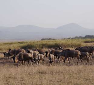 Tierwelt im Nationalpark