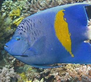 Arabischer Kaiserfisch