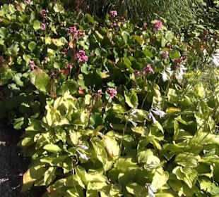 Staudengarten - Berggarten