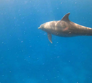 Delfin