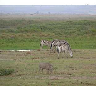 Zebras mit Kenya Express