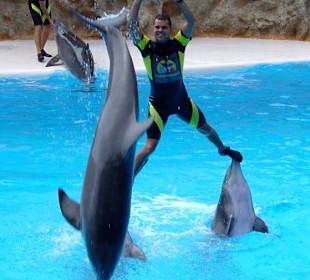 Delphin Show