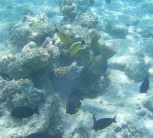 Unterwasserwelt Giftun