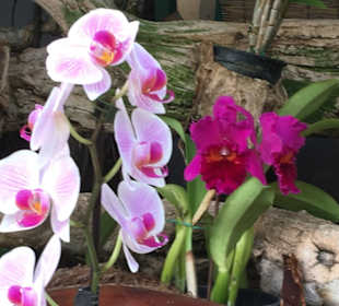 Im Orchideenpark 