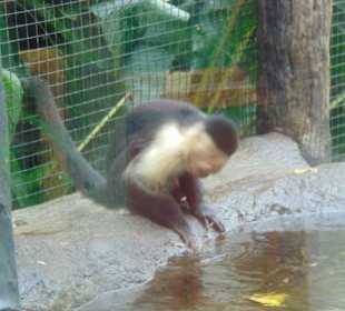 La Paz Waterfall Gardens