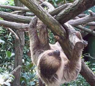 Zoo Heidelberg 6