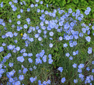 Spaziergang durch den Botanischen Garten Bremen