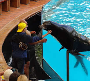 Seelöwen im Loro Park