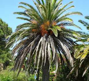 Spaziergang über die Strandpromenade Argelès-Plage