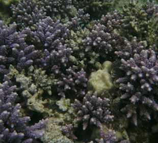 Herrliche Unterwasserwelt