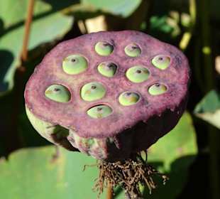 Spaziergang durch den Botanischen Garten Mascarin