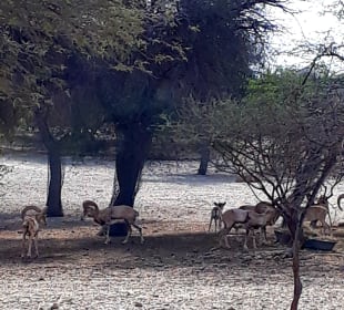 Al Areen Wildlife Park