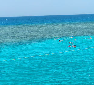 Mogli Delfine & Freunde Ltd.