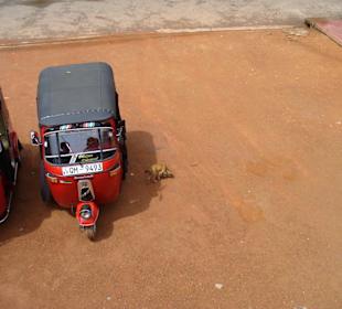 Buddha-Tempel nahe Beruwela