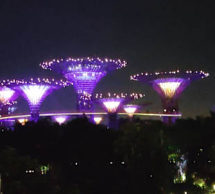 Super Trees bei Nacht 