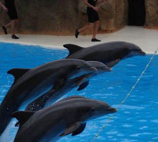 Alles springt auf Kommando