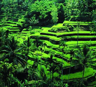 Reisterrassen auf Bali: