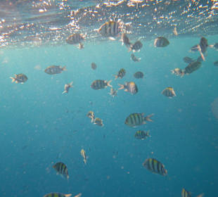 Fischschwarm