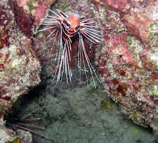 3 Strahlen-Feuerfische