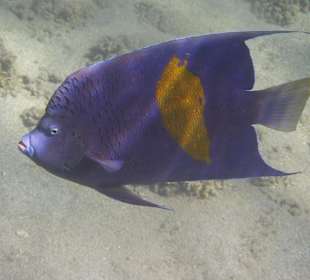 Kaiserfisch am Hausriff