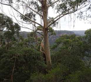 Blue Mountains