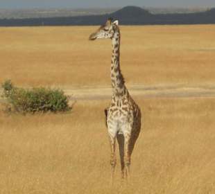 Bin ich schön - Masai Giraffe