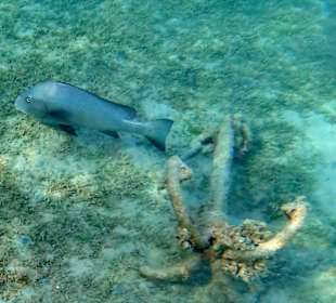 Schnorcheln Makadi Bay 