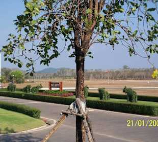 ´Flughafen Trat