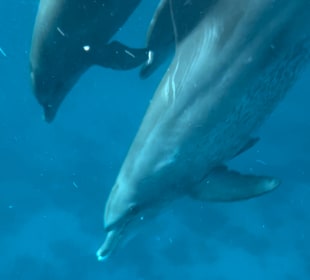 Delfine hautnah erleben 