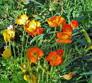 Eindrücke vom Rundgang durch Blandy´s Garden