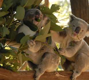 Koalas