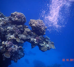 Auf einem Schnorchelausflug im offenen Meer 