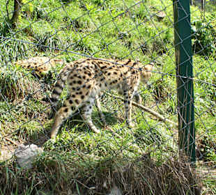 Kameltheater & Weißer Hof