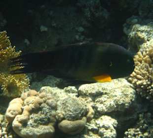 Besenschwanz-Lippfisch