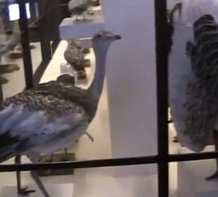 Naturhistorisches Museum