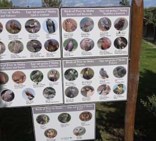 Malta Falconry Centre