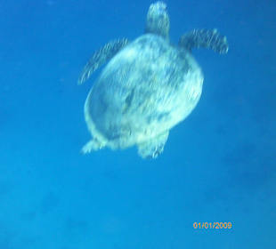 Schildkröte am Hausriff