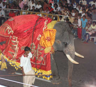 Elephantenprozession