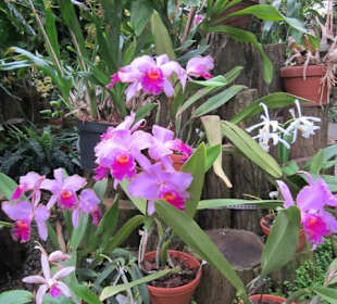 Orchideenhaus