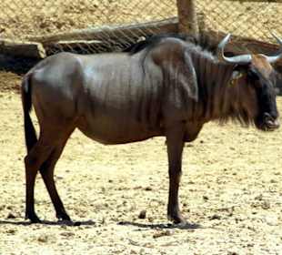 Gnu
