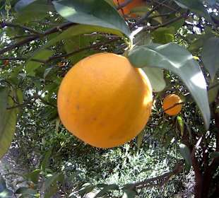 Orange Tour
