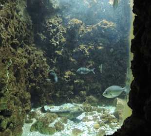 Rhodos - Aquárium