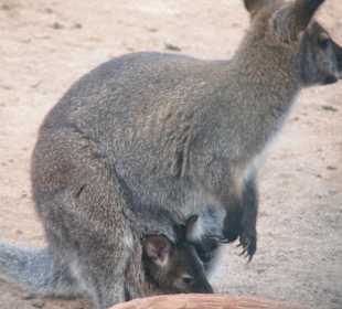 Tiere im Oasis Park Fuerteventura
