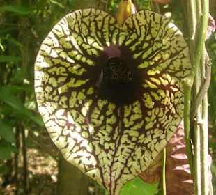 Stinkblume (?), Nationalpark Carara