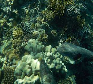 Schnorcheln Hausriff Tulip Resort Marsa Alam 